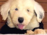 Bobtail Old English Sheeperd Dog