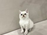 Lynx Point British Shorthair Erkek