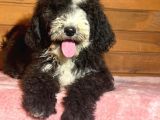 Bernadoodle Hypoallerjenik Irk Nadir Türkiyede Tek