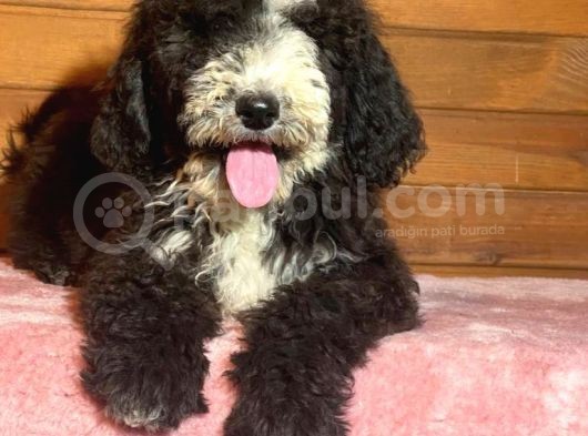 Bernadoodle Hypoallerjenik Irk Nadir Türkiyede Tek görsel