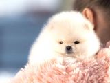 Ayı Surat Irk Garantili Pomeranian Boo