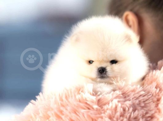 Ayı Surat Irk Garantili Pomeranian Boo görsel