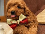 Aşılı Pasaportlu Toypoodle Bebekler