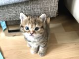 Oyuncu Tatlı British Shorthair Yavrumuz