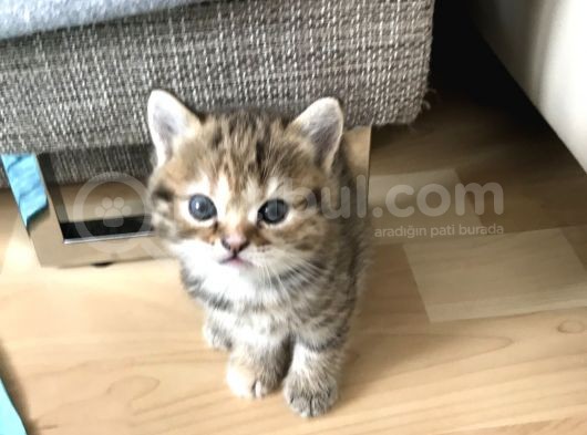 Oyuncu Tatlı British Shorthair Yavrumuz görsel