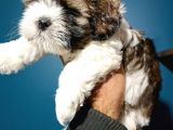 Show Kalite Shıh Tzu Yavrular