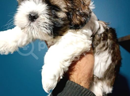 Show Kalite Shıh Tzu Yavrular görsel