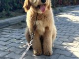 Hypoalergenik Amerikan Gen Goldendoodle Türkiyede Tek Üreticisinden