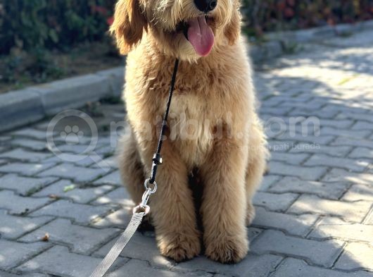 Hypoalergenik Amerikan Gen Goldendoodle Türkiyede Tek Üreticisinden görsel