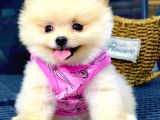 Gülen Yüz Pomerani̇an Boo