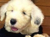 Bobtail Old English Sheeperd Dog