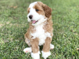 Çift Renk Nadir Renk Labradoodle Medium Ve Standart Boy
