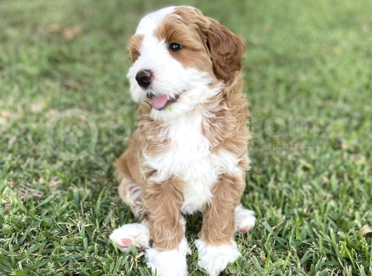 Çift Renk Nadir Renk Labradoodle Medium Ve Standart Boy görsel