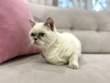 Blue Point British Shorthair  Erkek
