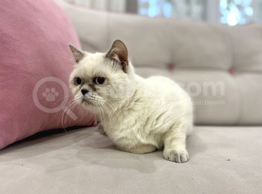 Blue Point British Shorthair  Erkek görsel