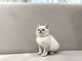 Lynx Point British Shorthair Erkek