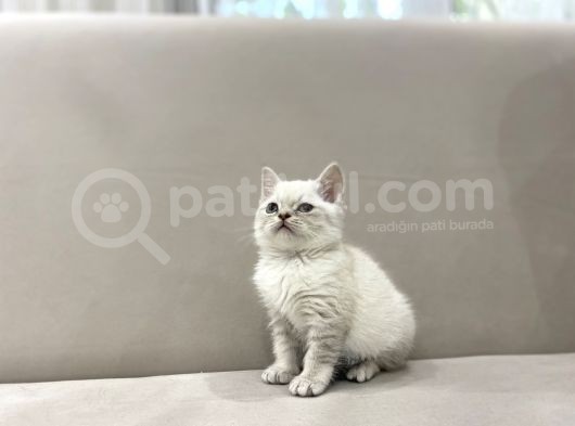 Lynx Point British Shorthair Erkek görsel