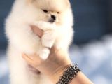 Ayı Surat Irk Garantili Pomeranian Boo
