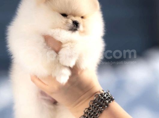 Ayı Surat Irk Garantili Pomeranian Boo görsel