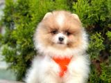 Safkan Teddy Bear Pomeranian Boo Yavrularımız