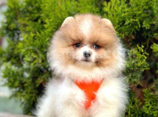 Safkan Teddy Bear Pomeranian Boo Yavrularımız görsel