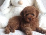 Red Brown Toy Poodle Anne Baba Kilo Garantili