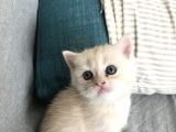 Oyuncu Tatlı British Shorthair Yavrumuz