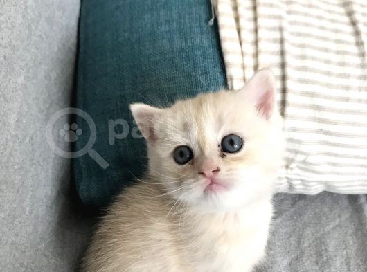 Oyuncu Tatlı British Shorthair Yavrumuz görsel