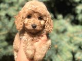 Kore Kan Maltıpoo Yavrumuz Sugar