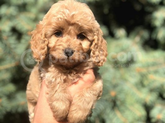 Kore Kan Maltıpoo Yavrumuz Sugar görsel