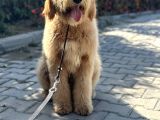 Hypoalergenik Amerikan Gen Goldendoodle Türkiyede Tek Üreticisinden