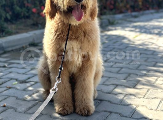 Hypoalergenik Amerikan Gen Goldendoodle Türkiyede Tek Üreticisinden