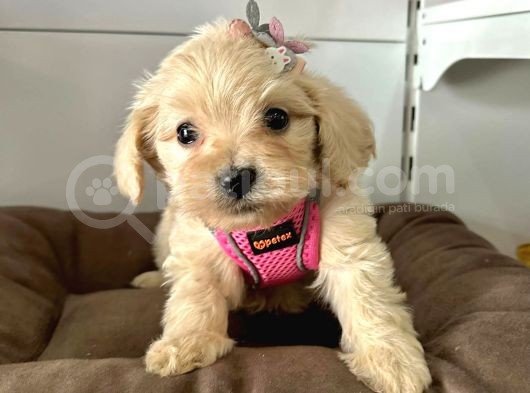 Orji̇nal Malti̇po Yavrular görsel