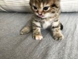Oyuncu Tatlı British Shorthair Yavrumuz