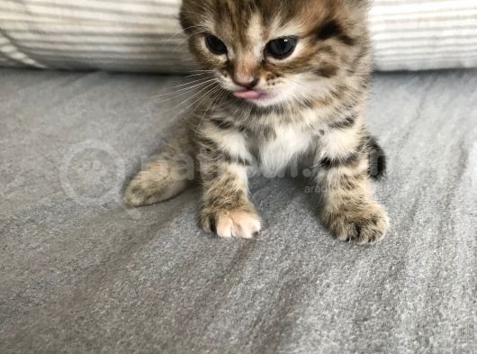 Oyuncu Tatlı British Shorthair Yavrumuz görsel