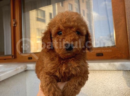 Sağlık Ve Ömür Boyu Irk Garantili Poodle Yavrularımız görsel