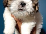Show Kalite Shıh Tzu Yavrular