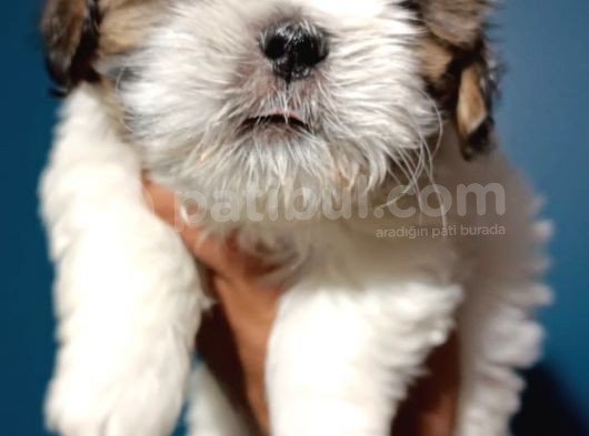Show Kalite Shıh Tzu Yavrular görsel