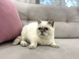 Blue Point British Shorthair  Erkek