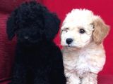 Toy Poodle Yavrularımız