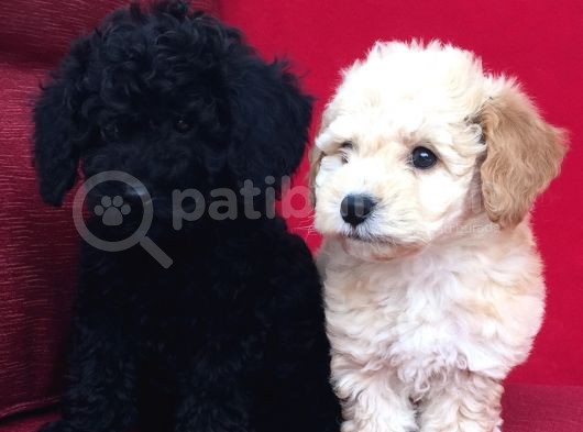 Toy Poodle Yavrularımız görsel