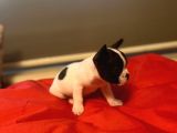 A+ Kali̇te French Bulldog Yavrular
