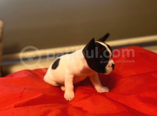 A+ Kali̇te French Bulldog Yavrular