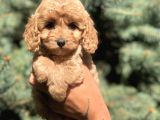Kore Kan Maltıpoo Yavrumuz Sugar
