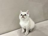 Lynx Point British Shorthair Erkek