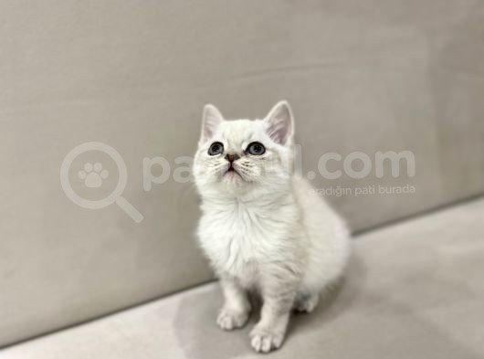 Lynx Point British Shorthair Erkek görsel