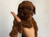 Aşılı Pasaportlu Toypoodle Bebekler