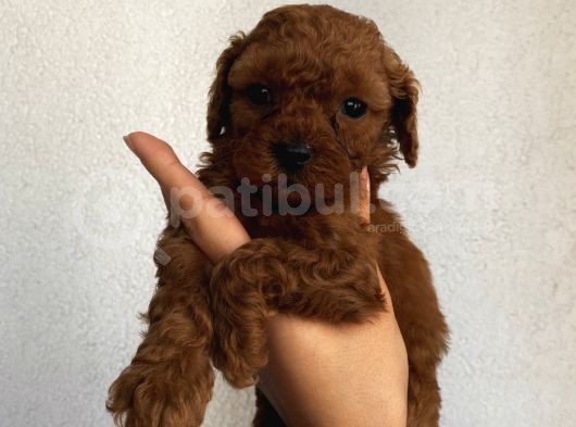 Aşılı Pasaportlu Toypoodle Bebekler görsel