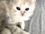 Oyuncu British Longhair Kedimiz