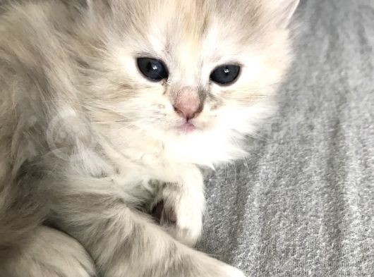 Oyuncu British Longhair Kedimiz görsel